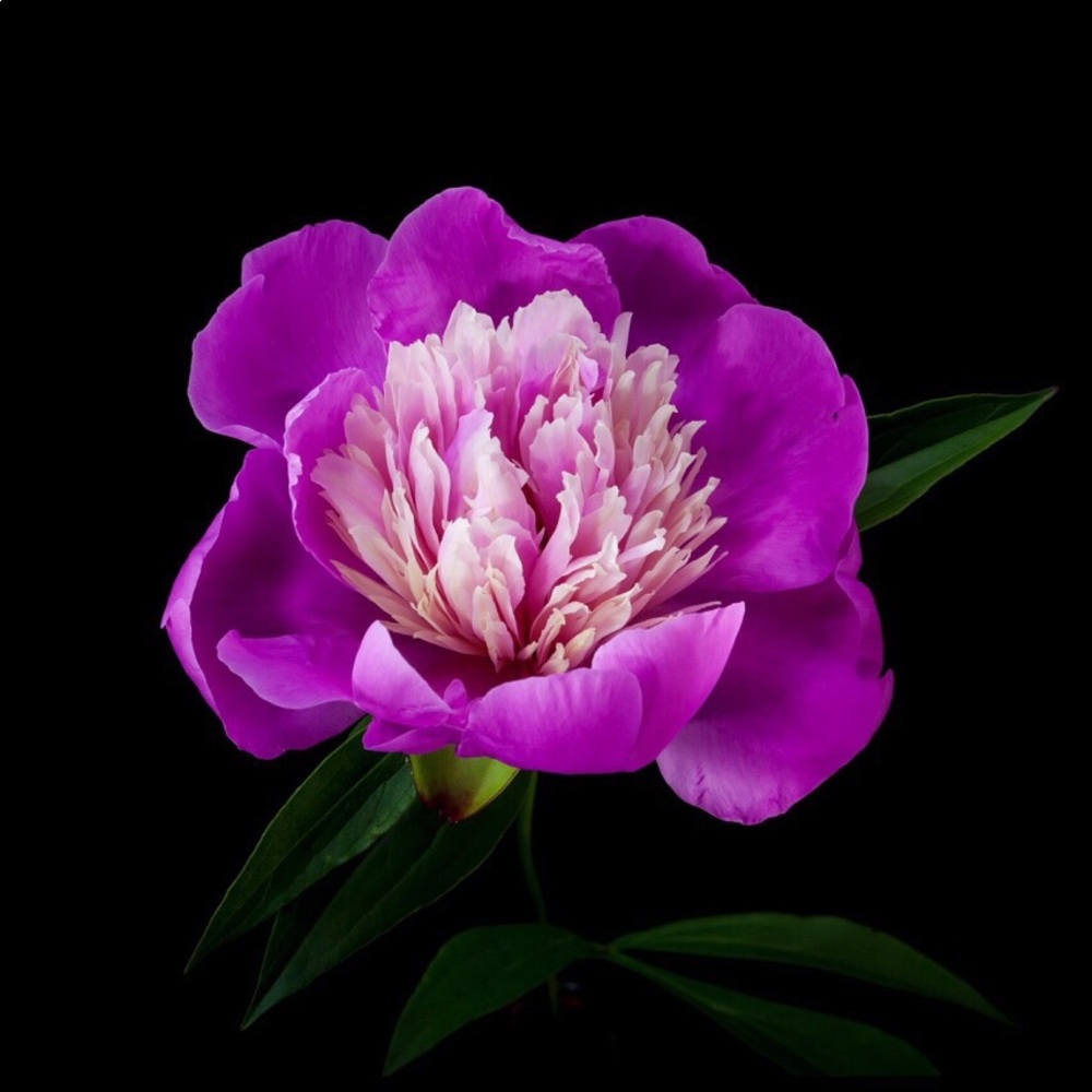 Meet your Posher, Alima